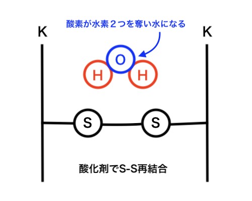 パーマの酸化反応の図
